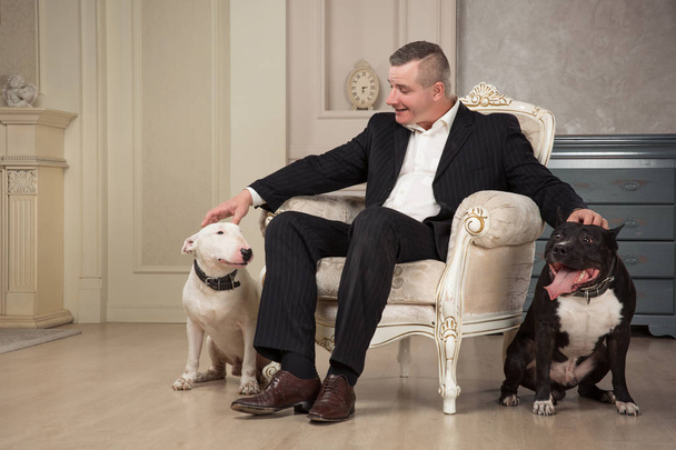 The man dog owner petting two dogs. Black pit bull or staphorshire terrier and white bulterrier are in the vintage interior. Dogs sitting on both sides of the white chair - Foto, imagen
