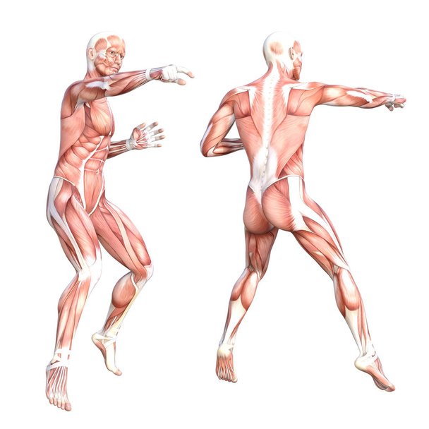 Anatomia conceitual conjunto do sistema muscular do corpo humano sem pele saudável. Atlético jovem adulto posando para a educação, fitness sport, medicina isolada em fundo branco. Biologia ciência ilustração 3D - Foto, Imagem