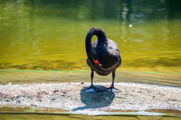 ブラック スワン ・累代飼育が川の土手の上に立つ - 写真・画像