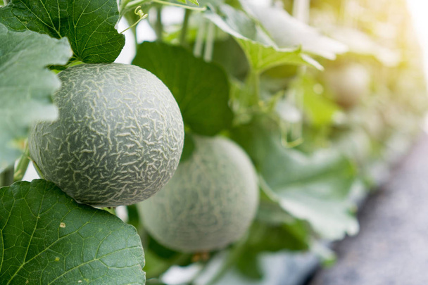 Vihreä orgaaninen cantaloup meloni kasvaa kasvihuoneessa
. - Valokuva, kuva