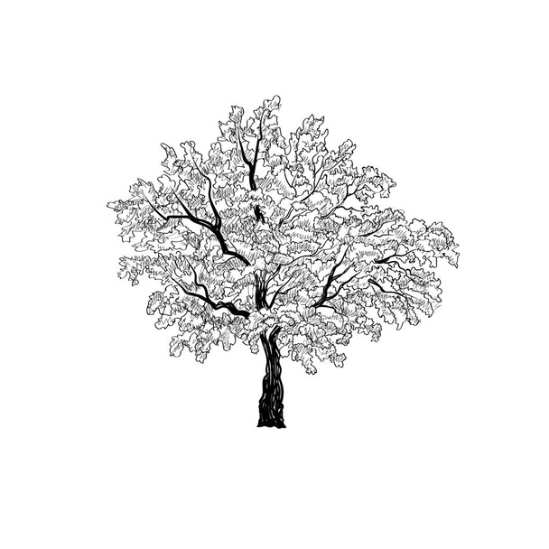 Tree with leaves illustration  - Vector, Imagen