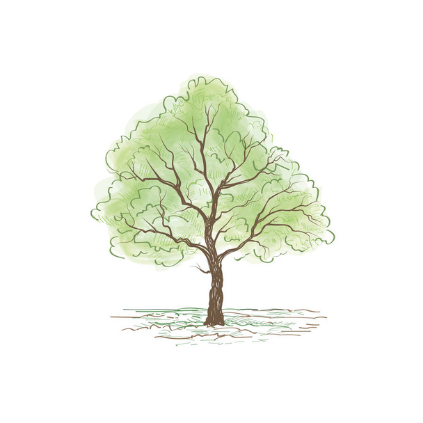 Strom s listy ilustrace  - Vektor, obrázek