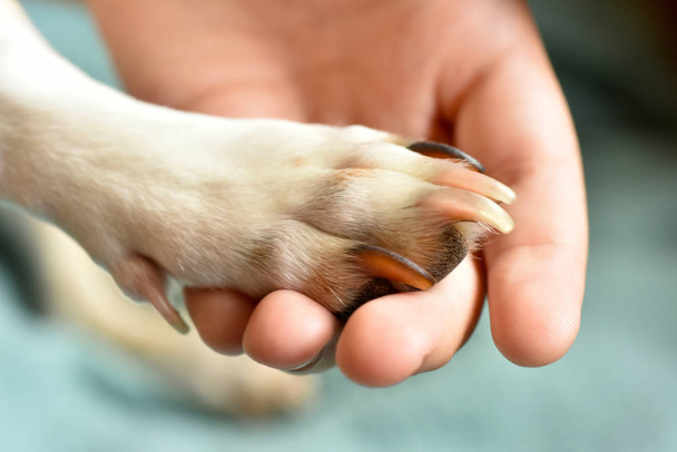 Kutyák-mancs, és emberi kéz - Fotó, kép