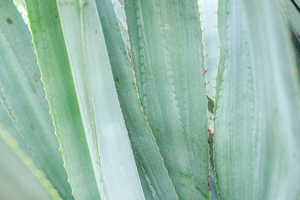 абстрактний фоновий текстур соковитої рослини кактуса
 - Фото, зображення