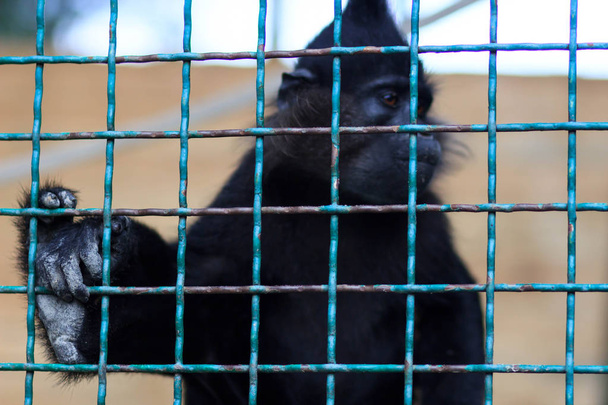 Şempanze içinde belgili tanımlık kafes . - Fotoğraf, Görsel