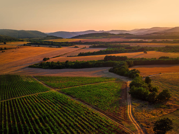 A Beautiful Sunset over vineyard in Europe, aerial view - Фото, зображення