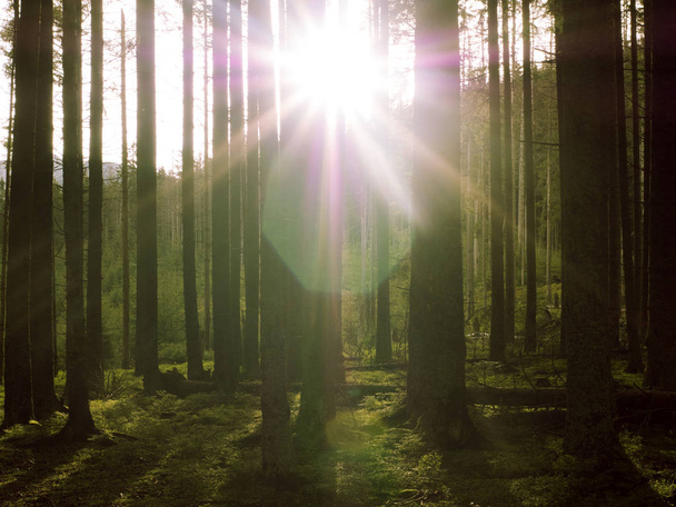 De stralen van de zon in de stammen van bomen. Naaldhout bos bij zonsondergang .. - Foto, afbeelding