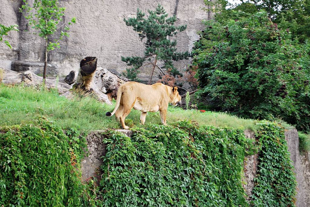 Una sola leonessa in uno zoo
 - Foto, immagini