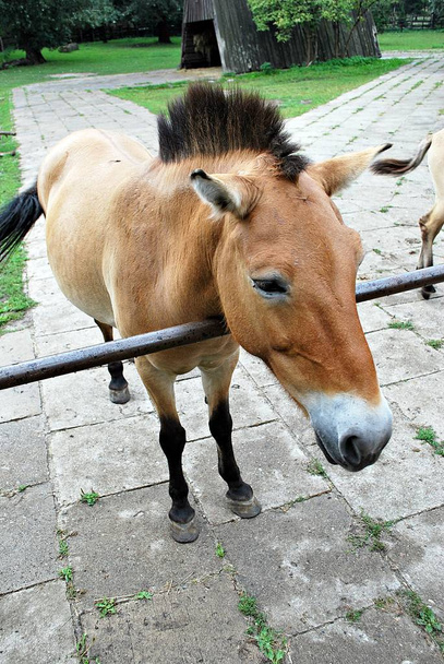 Paard op de natuur. Portret van een paard, bruin paard - Foto, afbeelding