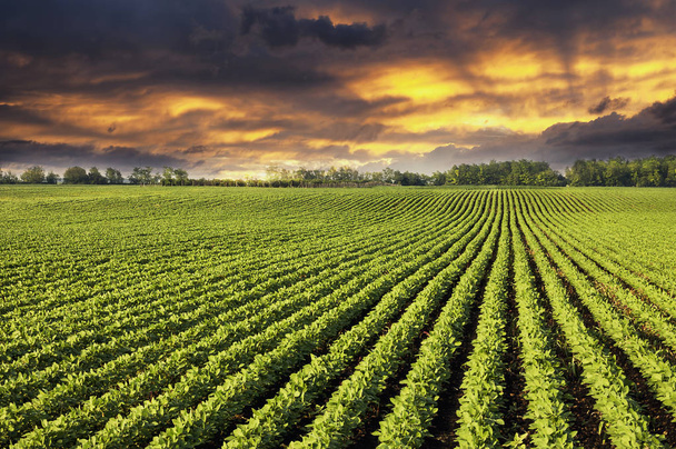 Fileiras de plantas de campo de soja ao pôr do sol
 - Foto, Imagem