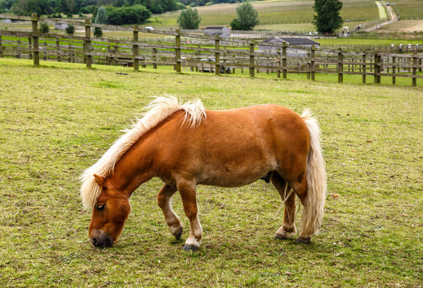 Vista de um cavalo marrom bonito pastando em um rancho
 - Foto, Imagem