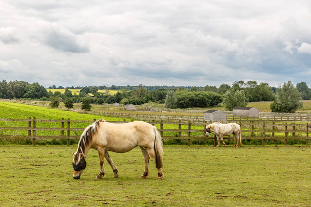 Bela paisagem com dois pequenos cavalos pastando em uma bela
 - Foto, Imagem