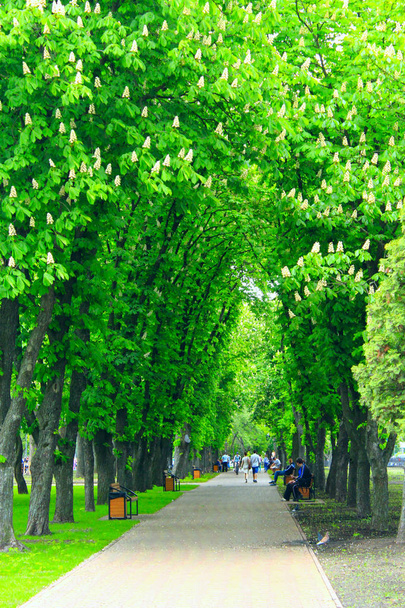 Stadtpark mit Promenadenweg-Bänken und großen grünen Bäumen - Foto, Bild