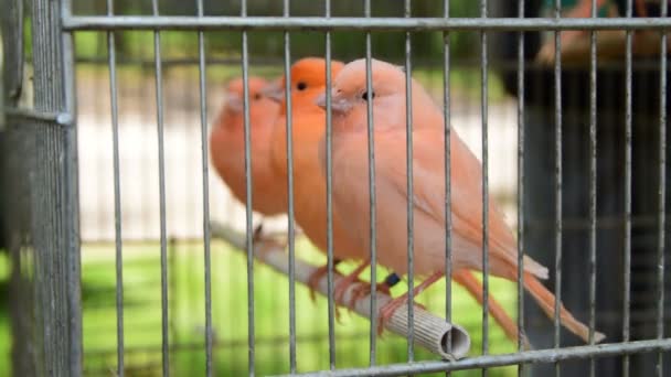 χαριτωμένα πουλιά-κόκκινο καναρίνι στο κλουβί - Πλάνα, βίντεο