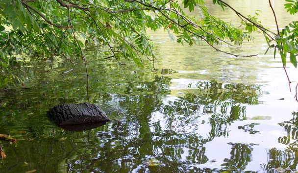 pond with log in the forest. background, nature. - 写真・画像