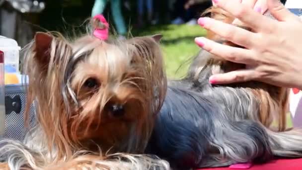 schöner yorkshire terrier hund liegt und ruht vor der hundeausstellung - Filmmaterial, Video