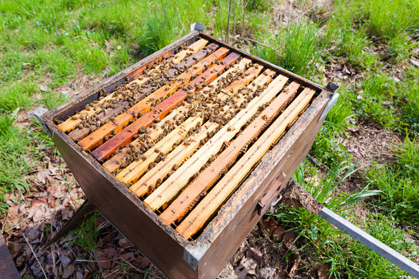 offene Bienenstöcke, Imkerei - Foto, Bild