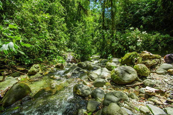 Beautiful creek flowing inside of a green forest with stones in river at Mindo - Foto, Imagen