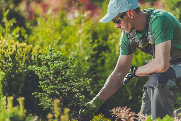 Jardinero plantando árboles nuevos
 - Foto, imagen