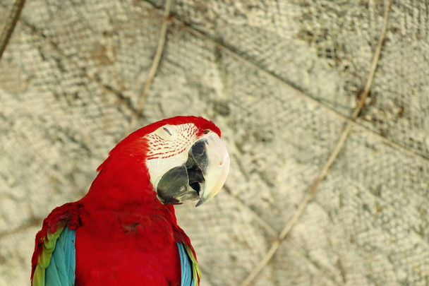 papagaio no zoológico - Foto, Imagem