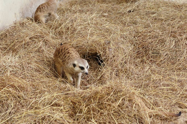 meerkat στο ζωολογικό κήπο - Φωτογραφία, εικόνα