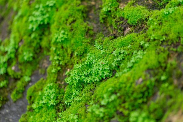 zielony mech na mokrej skale - Zdjęcie, obraz