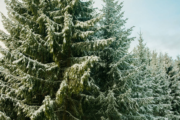Snow in the woods - Valokuva, kuva