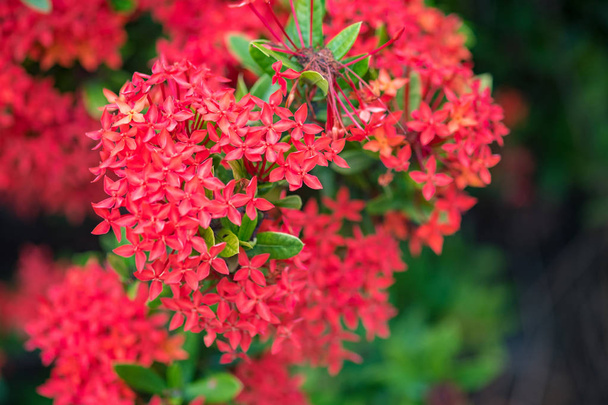 Ixora Red spike flower. King Ixora blooming (Ixora chinensis).Ix - Valokuva, kuva
