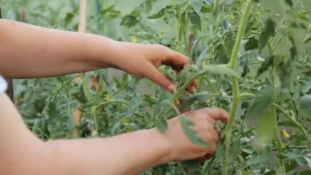 Agricultor rasgando el exceso de hojas de los arbustos de tomate
 - Imágenes, Vídeo