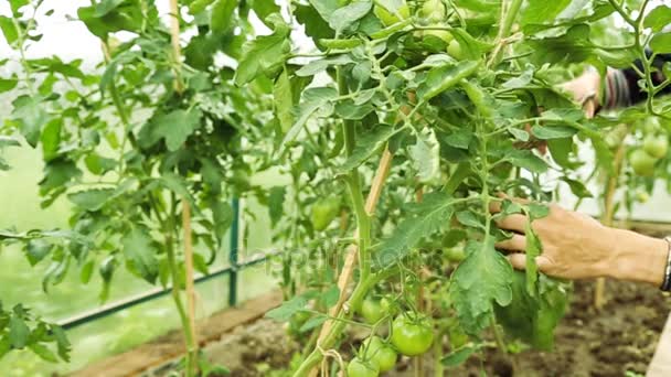 Rolnik cięcia nadmiar liści z krzaków pomidorów - Materiał filmowy, wideo