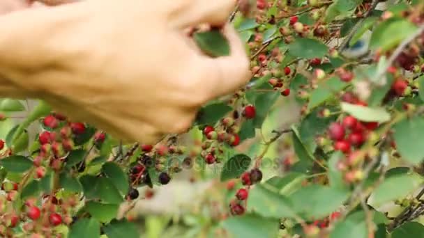 Gathering shadberry in the garden - Metraje, vídeo