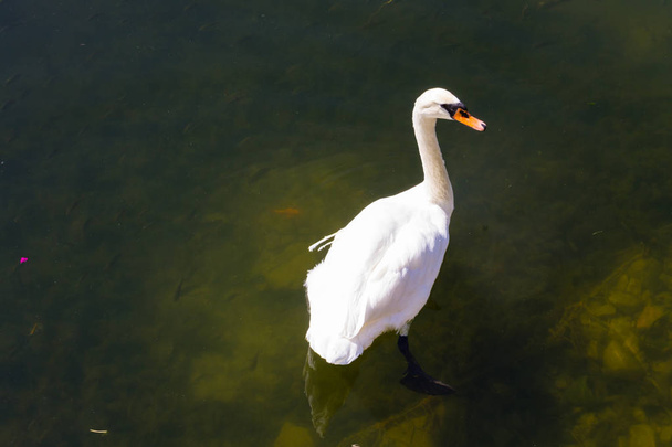 Белый лебедь на озере - Фото, изображение