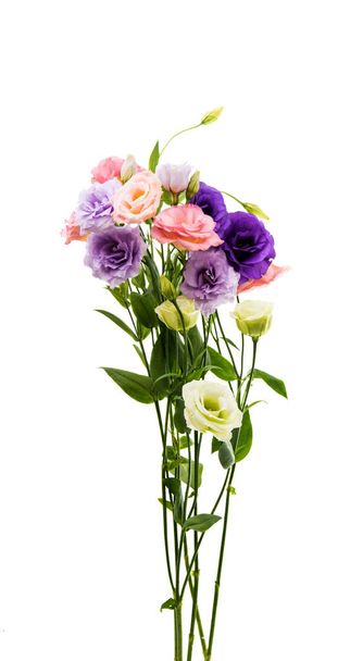 eustoma flower composition - Photo, Image