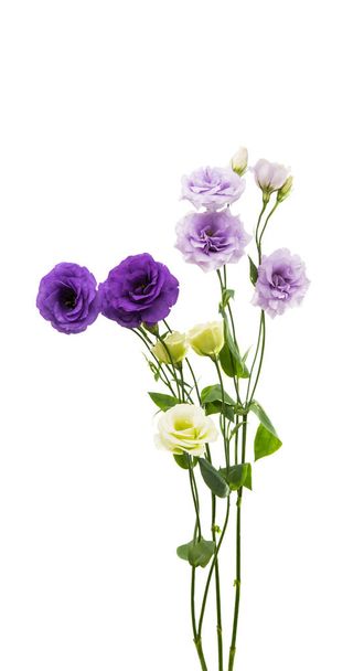 eustoma flower composition - Photo, Image