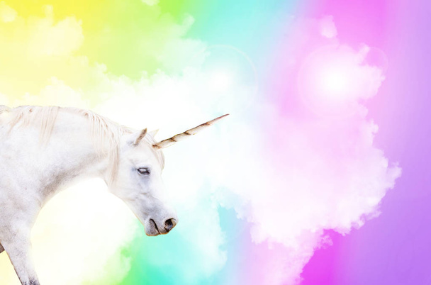 Unicorn in rainbow - Foto, imagen