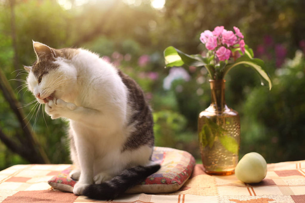 tom male beautiful cat with flox flowers in vase on green garden background - Photo, image