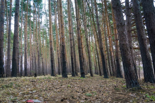 Forêt de pins Printemps Matin
 - Photo, image