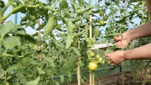 Rolnik cięcia nadmiar liści z krzaków pomidorów - Materiał filmowy, wideo