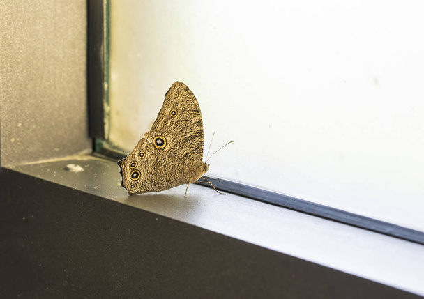 estancia de la mariposa en la ventana en la casa - puede utilizar para mostrar o montar en el producto
 - Foto, imagen