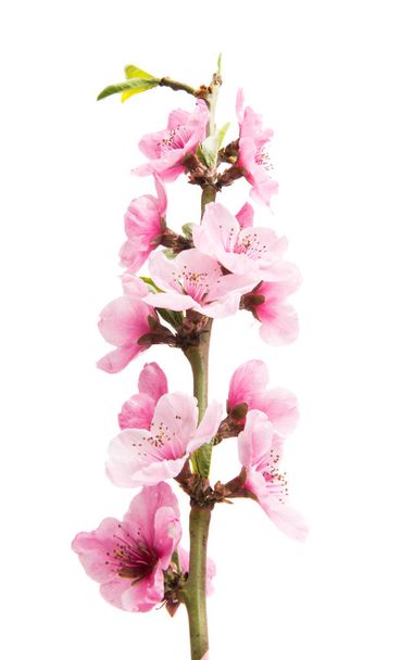 Sakura flores aisladas
  - Foto, imagen