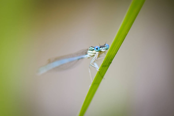 Beautiful dragonfly Platycnemis pennipes - White-legged Damselfly - Photo, Image