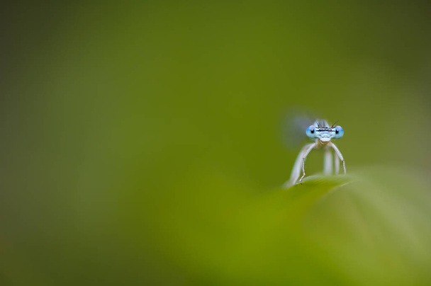 schöne Libelle platycnemis pennipes - weißbeinige Libelle - Foto, Bild