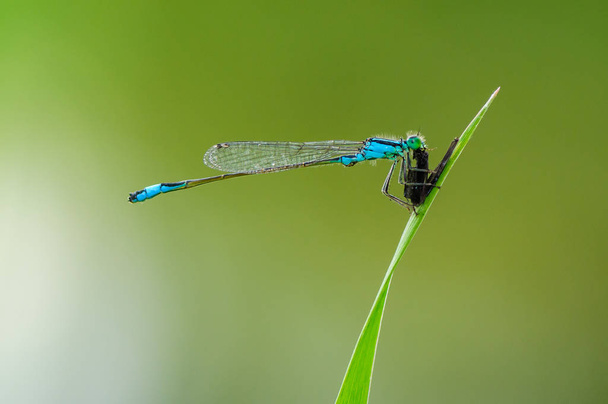 美しいトンボ接触線虫。青い尾イトトンボ - 写真・画像