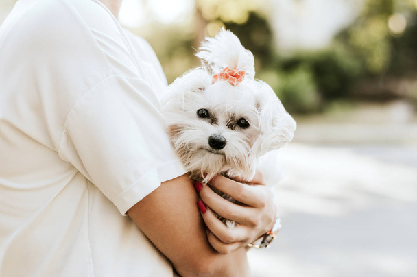 Woman with a maltese dog - Φωτογραφία, εικόνα