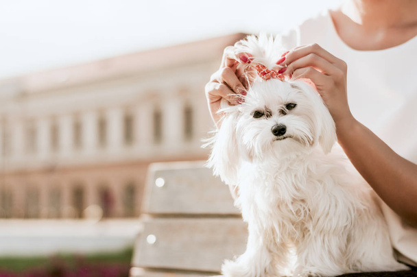 Woman with maltese dog - Zdjęcie, obraz