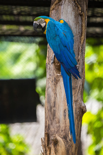 青と黄色のコンゴウインコ、動物園のコンゴウインコのカップル - 写真・画像
