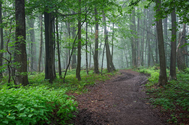 χωματόδρομος στο δάσος - Φωτογραφία, εικόνα