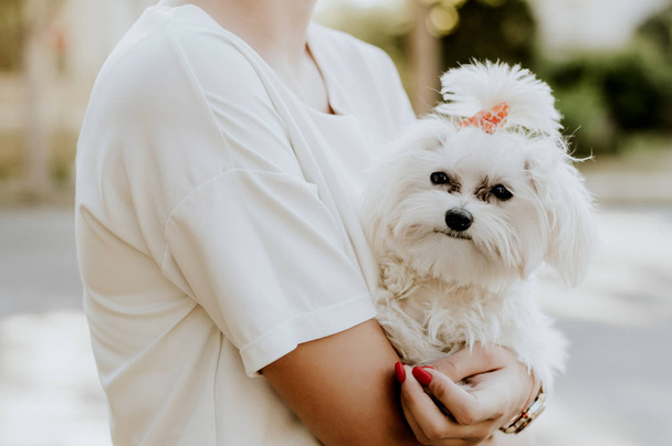 Woman with a maltese dog - Photo, image