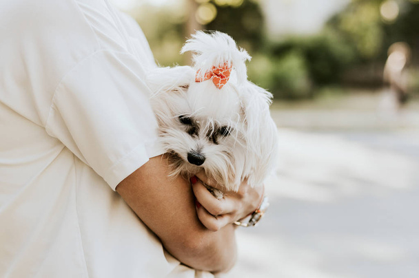 Woman with a maltese dog - 写真・画像