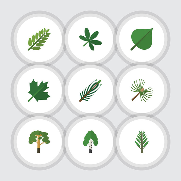 Flat Icon Natural Set Of Hickory, Timber, Spruce Leaves And Other Vector Objects. Also Includes Wood, Maple, Acacia Elements. - Wektor, obraz